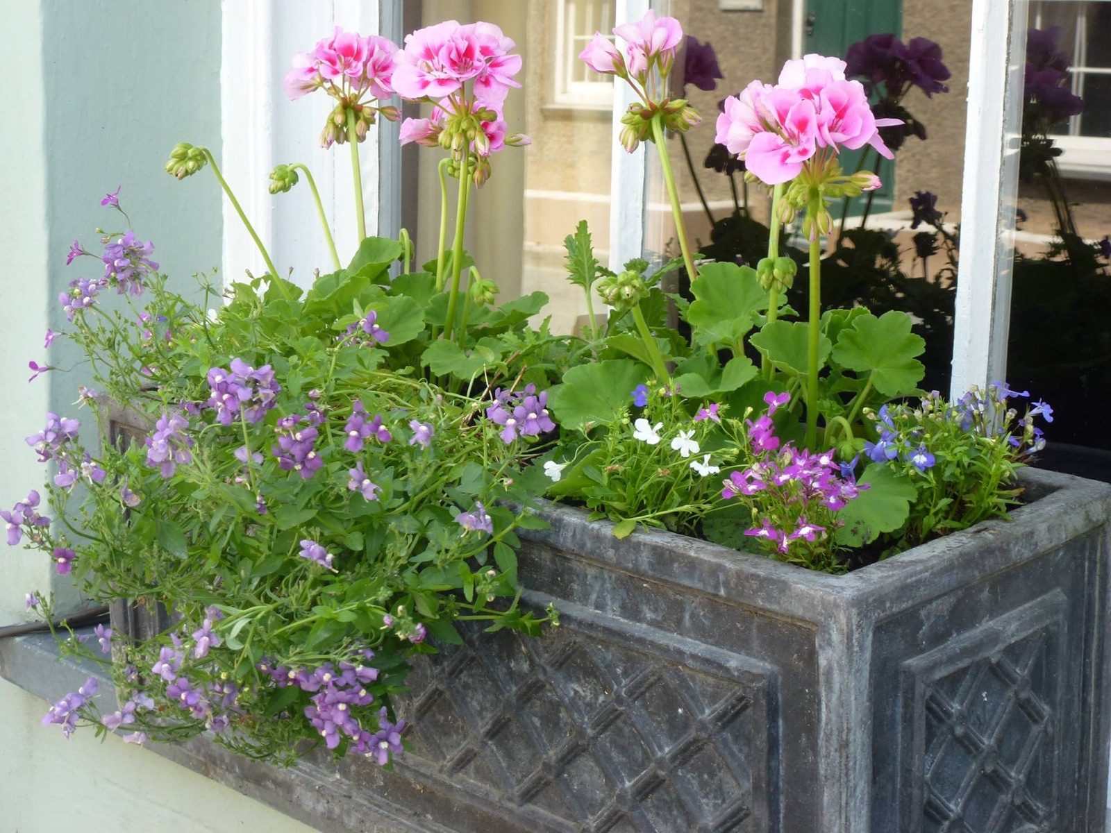Flowers in the cottage garden